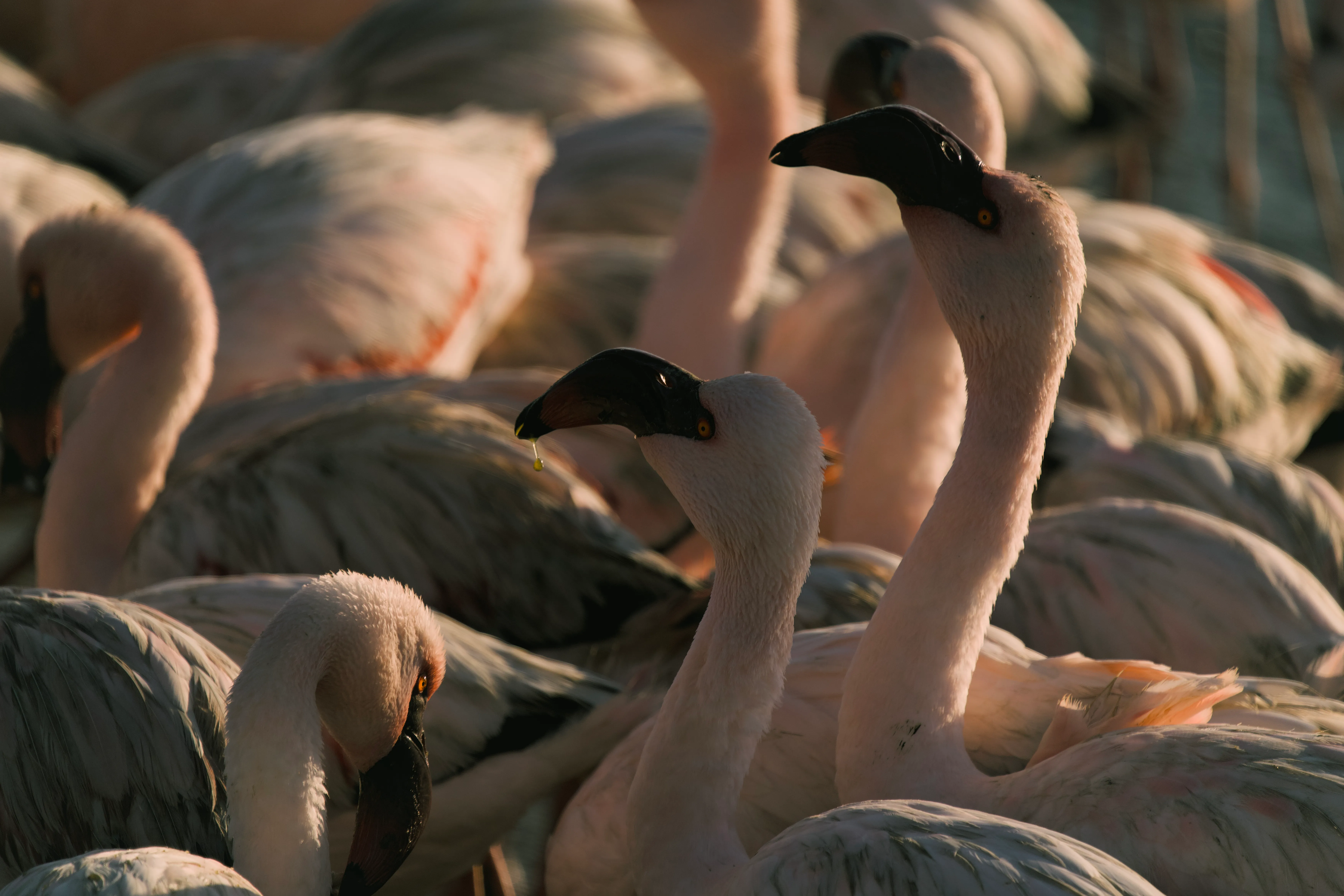 Amongst the flamingos
