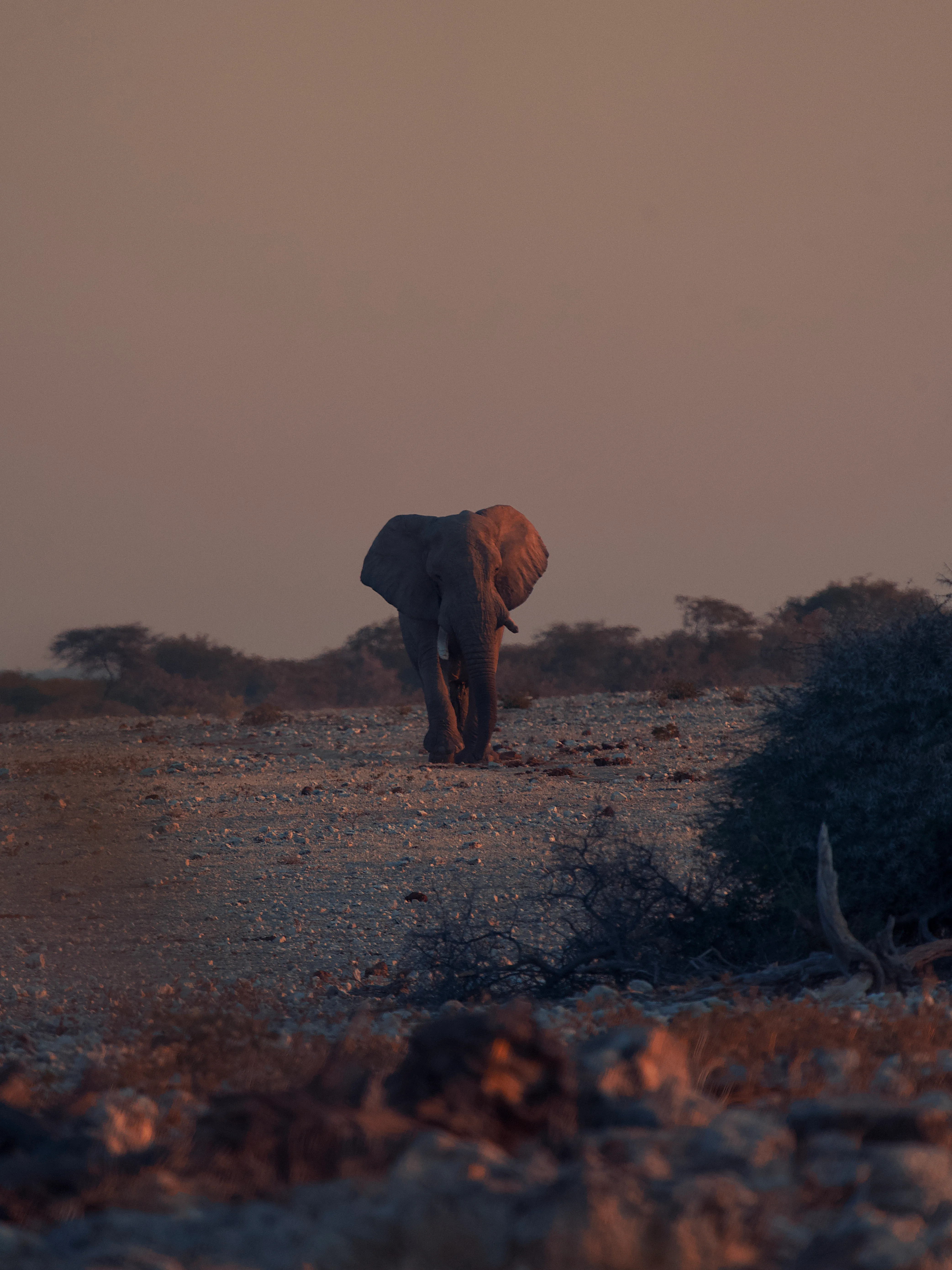 Sunset elephant, coming in to the waterhole
