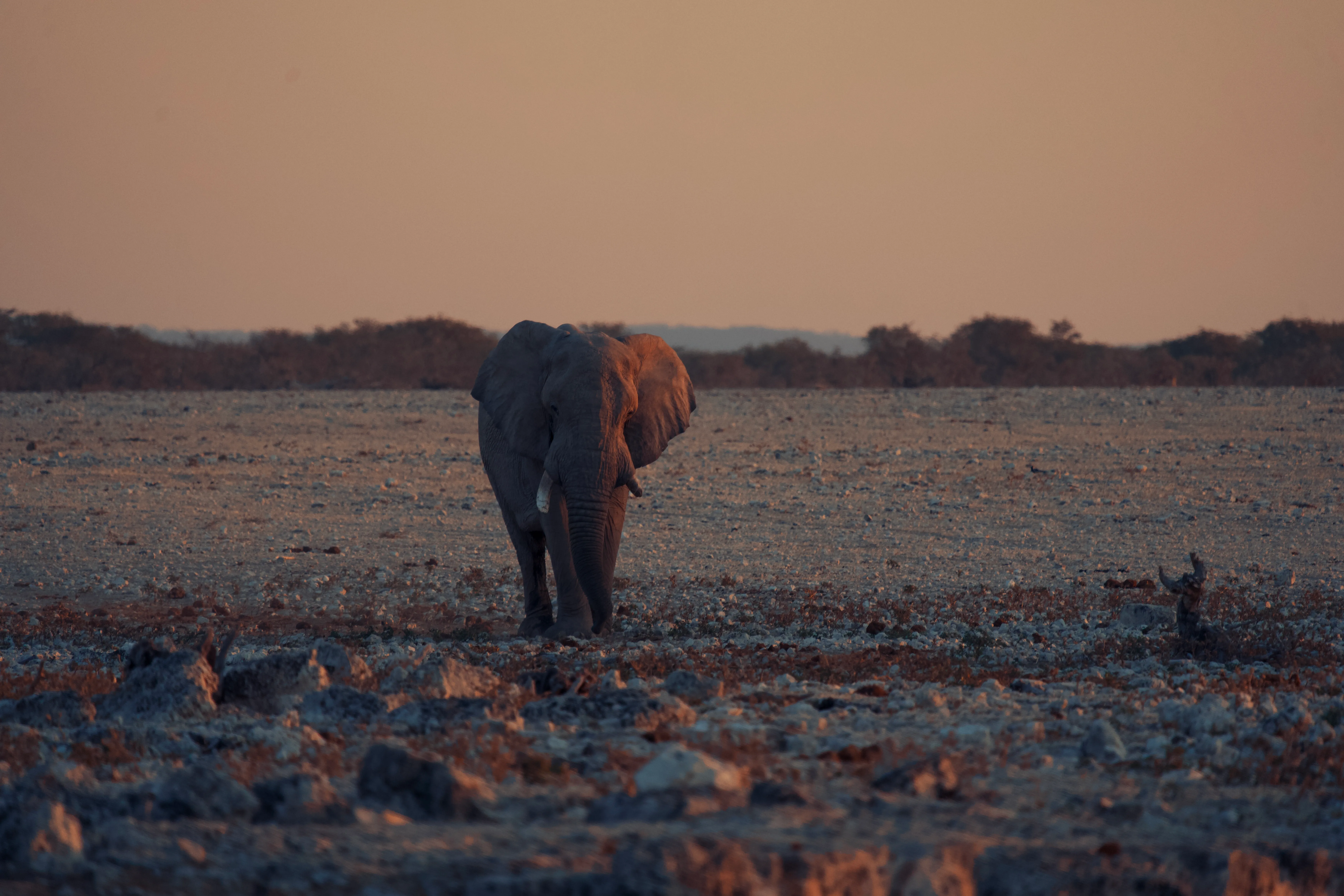 Sunset elephant, coming in to the waterhole
