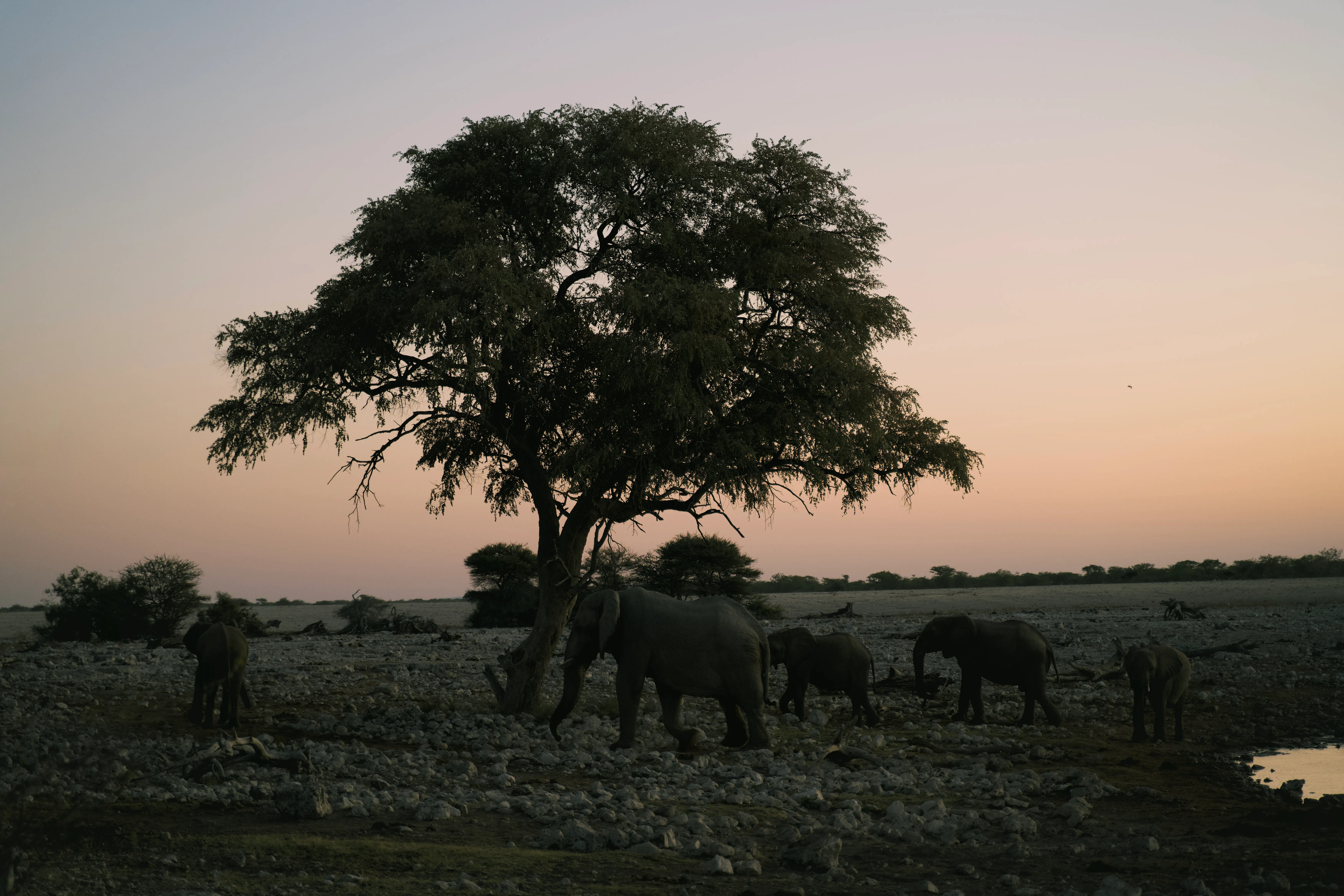 Last of the heard waiting just as night closed in
