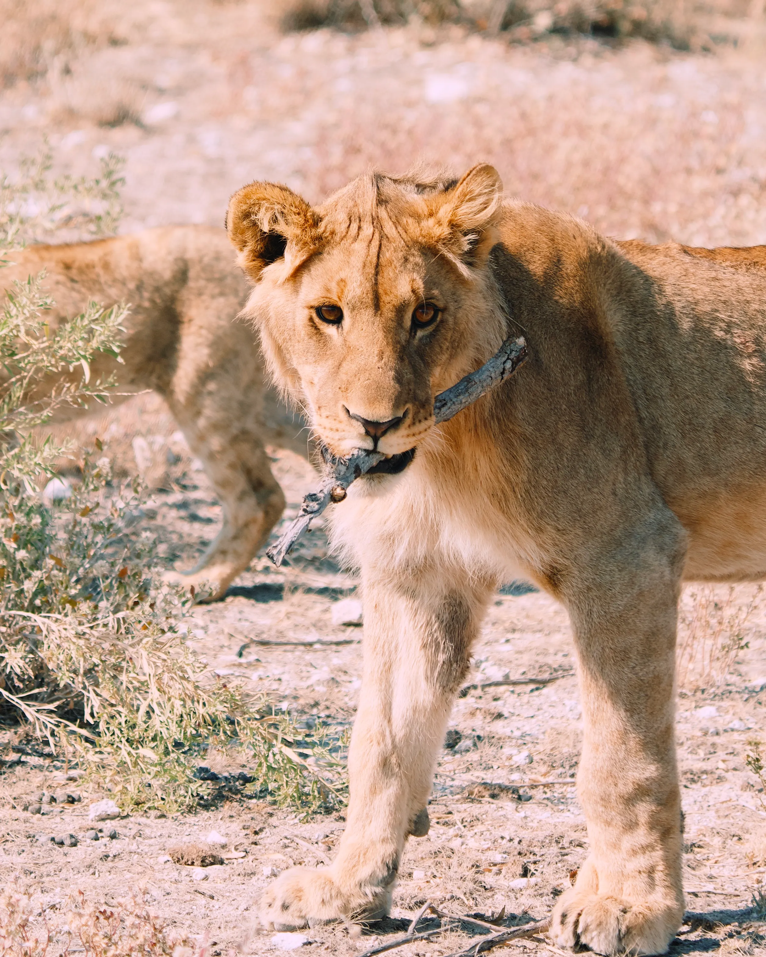 Even cats play fetch
